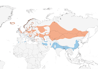Distribution of the Graylag Goose - Range Map