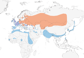 Distribution of the Common Pochard - Range Map