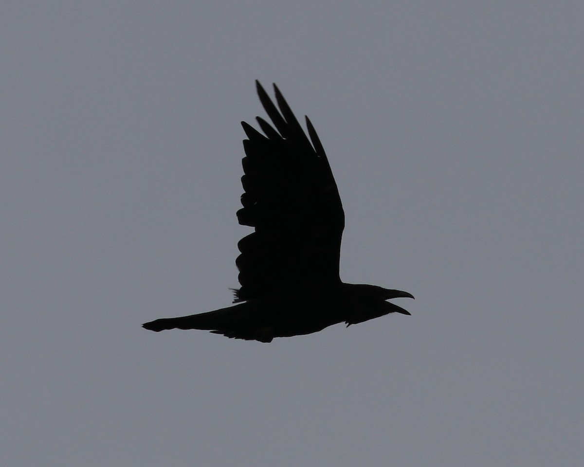 Common Raven - Mark Brown