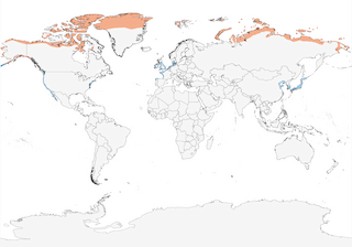 Distribution of the Brant - Range Map