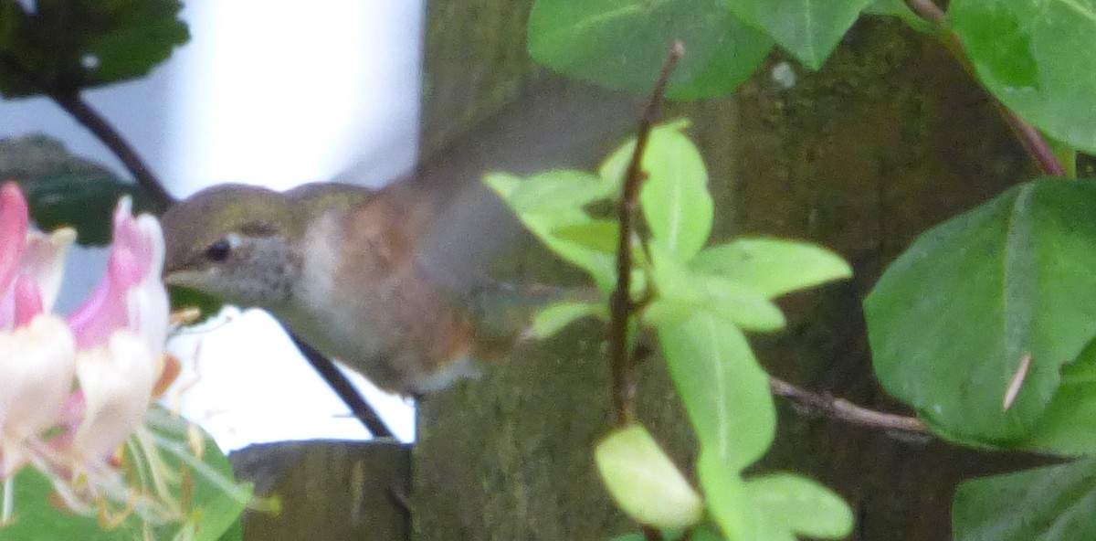 Rufous Hummingbird - ML169544641