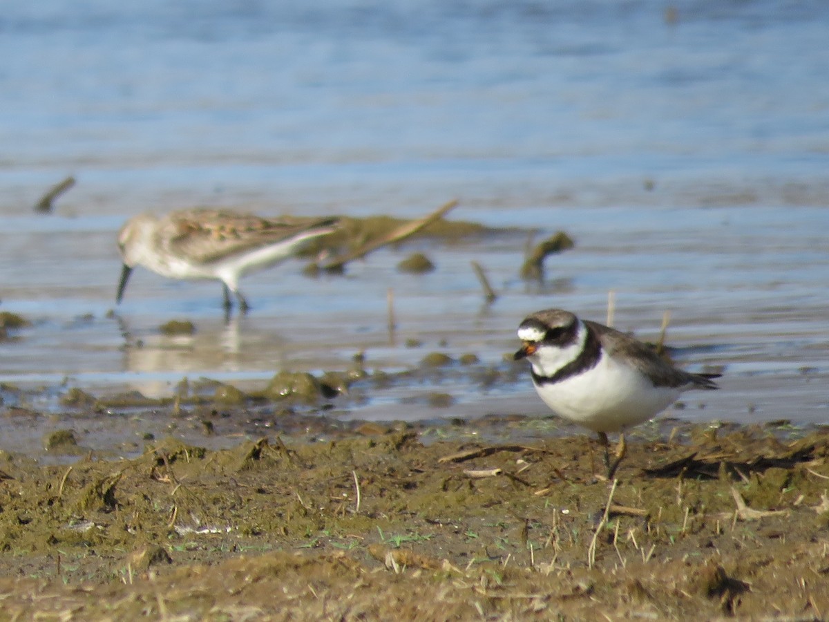 Semipalmated Plover - ML169544701