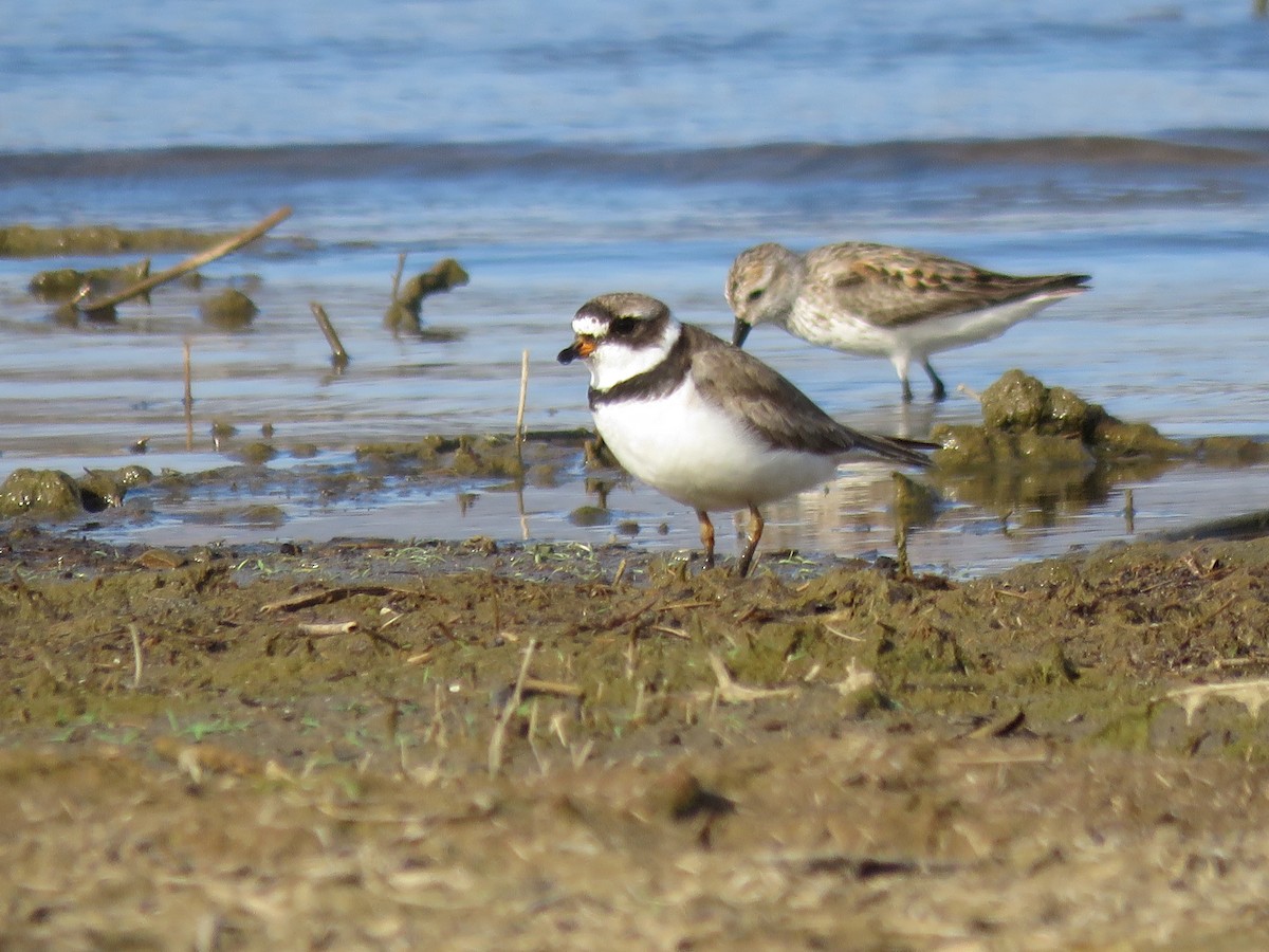Semipalmated Plover - ML169544711
