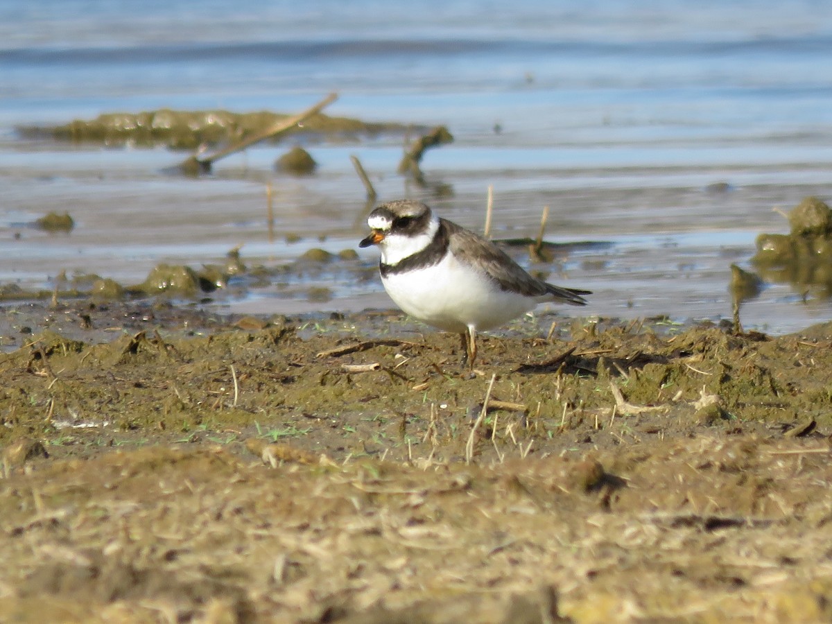 Semipalmated Plover - ML169544721
