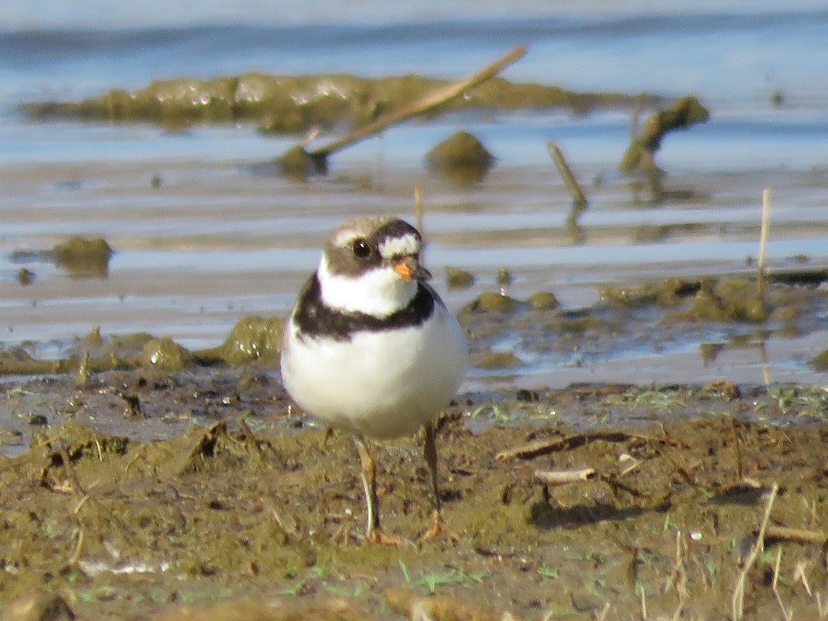 Semipalmated Plover - Eric Hopson
