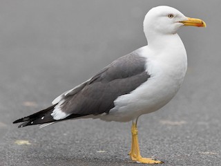  - Lesser Black-backed Gull