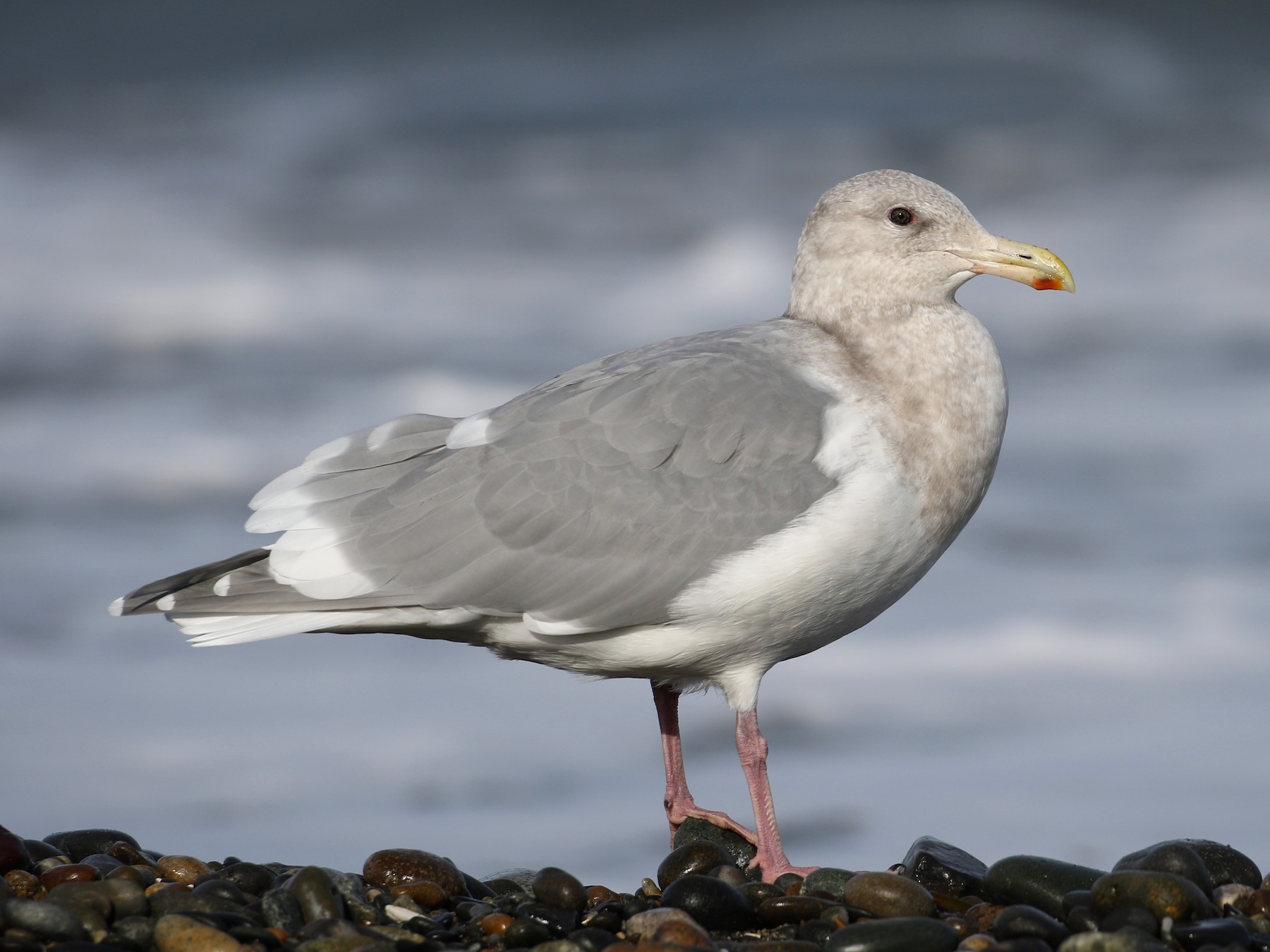 ワシカモメ Ebird