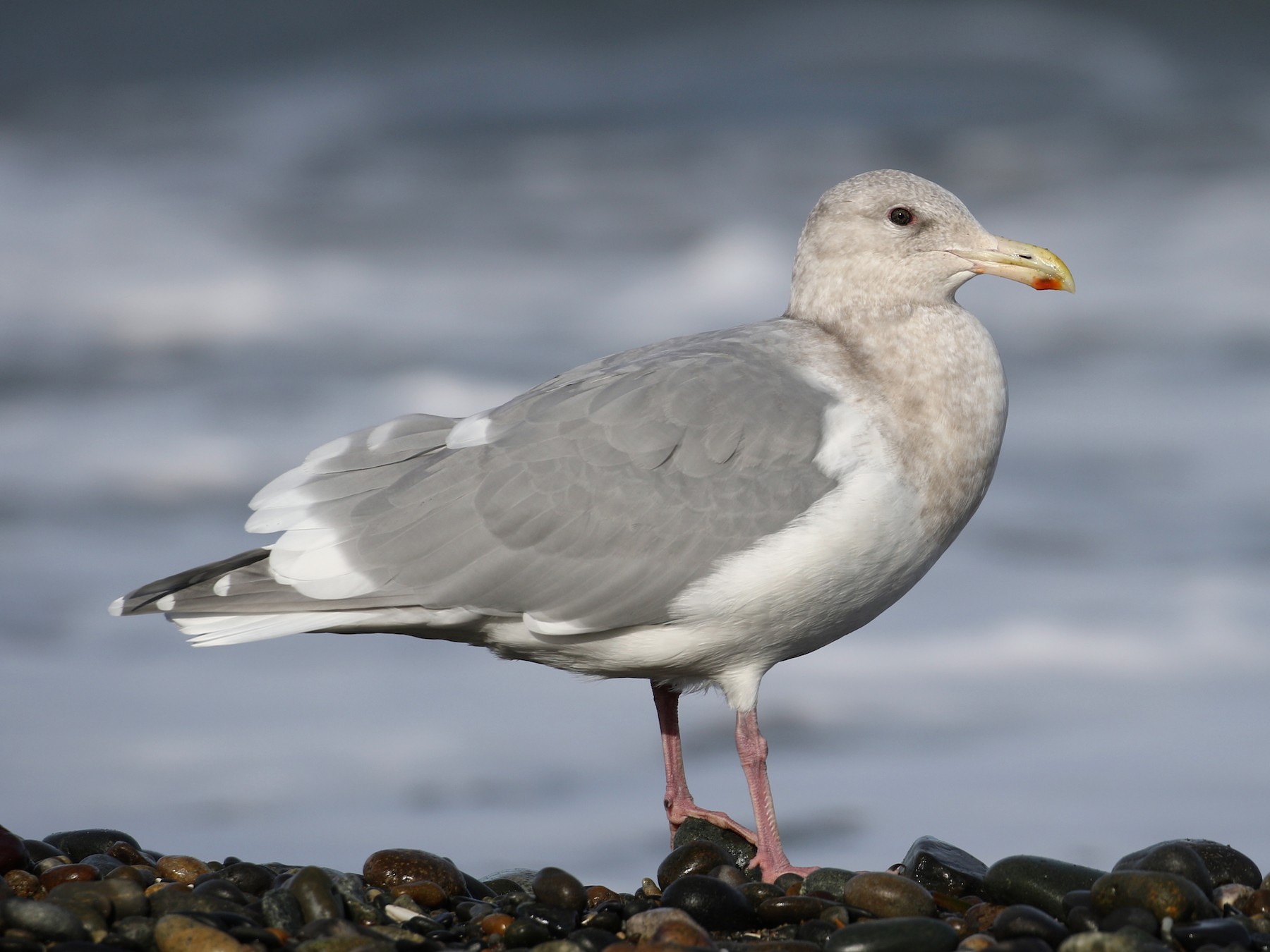 Glaucous-winged Gull - Cameron Eckert