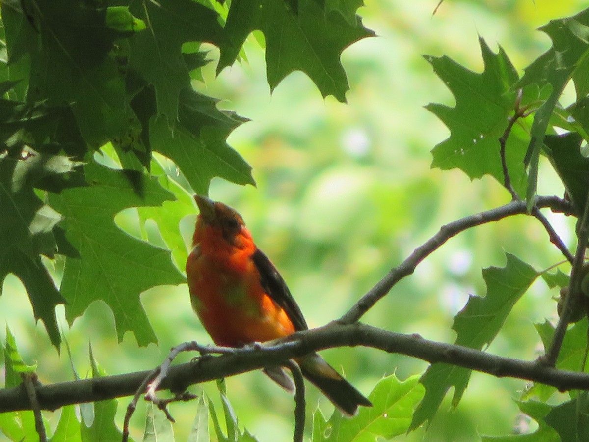 Scarlet Tanager - ML169548921