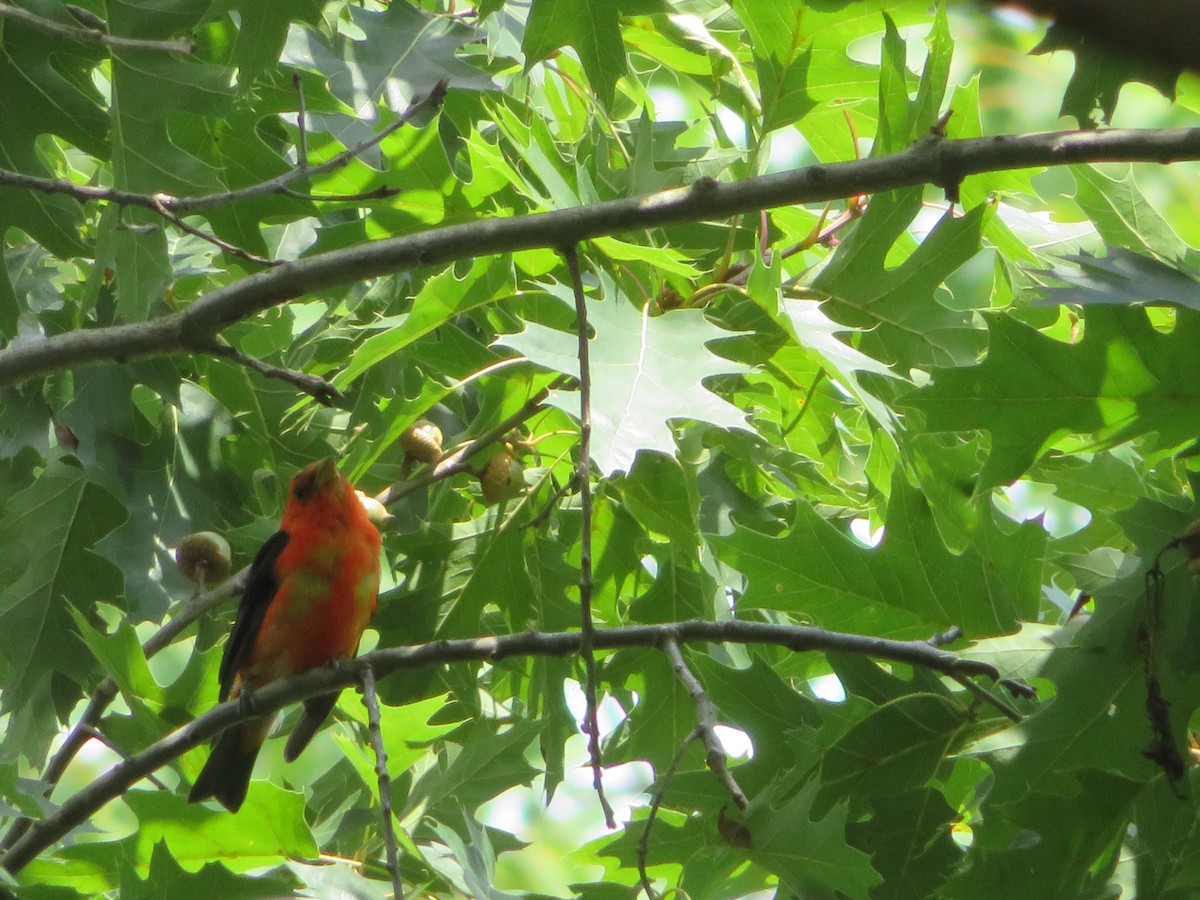 Scarlet Tanager - ML169549151