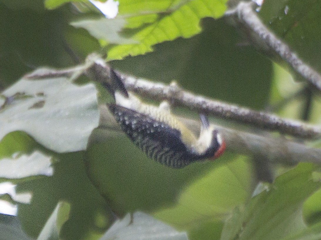 Black-cheeked Woodpecker - ML169551101