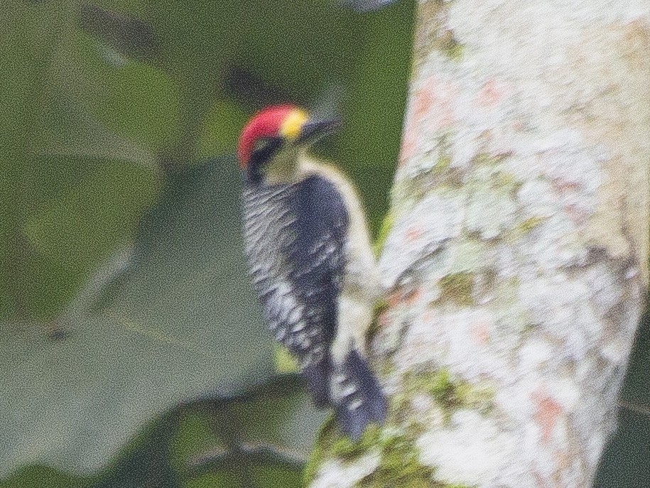 Black-cheeked Woodpecker - ML169551121