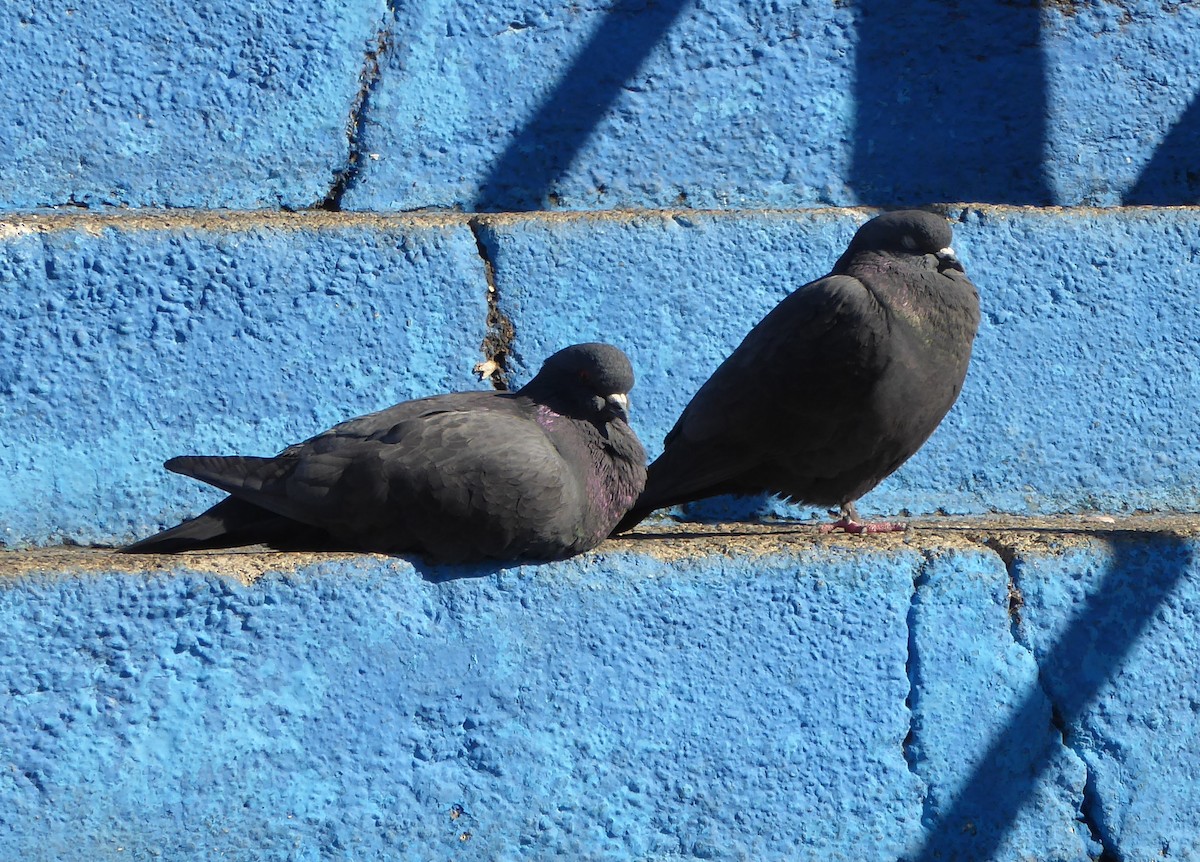 Rock Pigeon (Feral Pigeon) - Sandy Rae