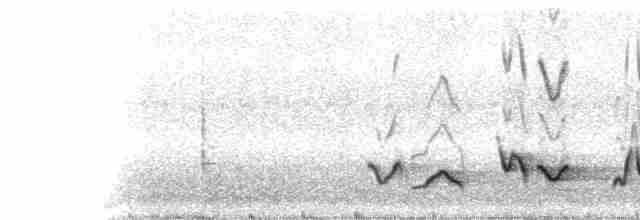 gyllentykknebb (aurantiacus) - ML16956