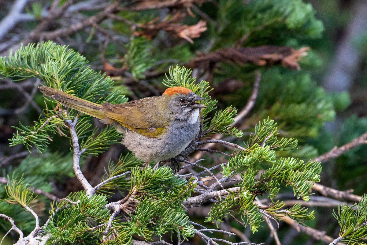 Green-tailed Towhee - Louis Bevier