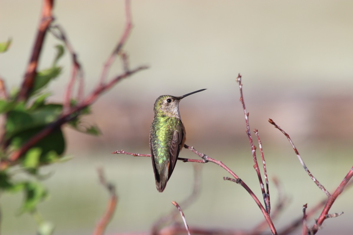 Broad-tailed Hummingbird - ML169560541
