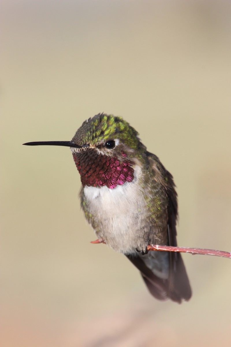 Broad-tailed Hummingbird - Donald Jones