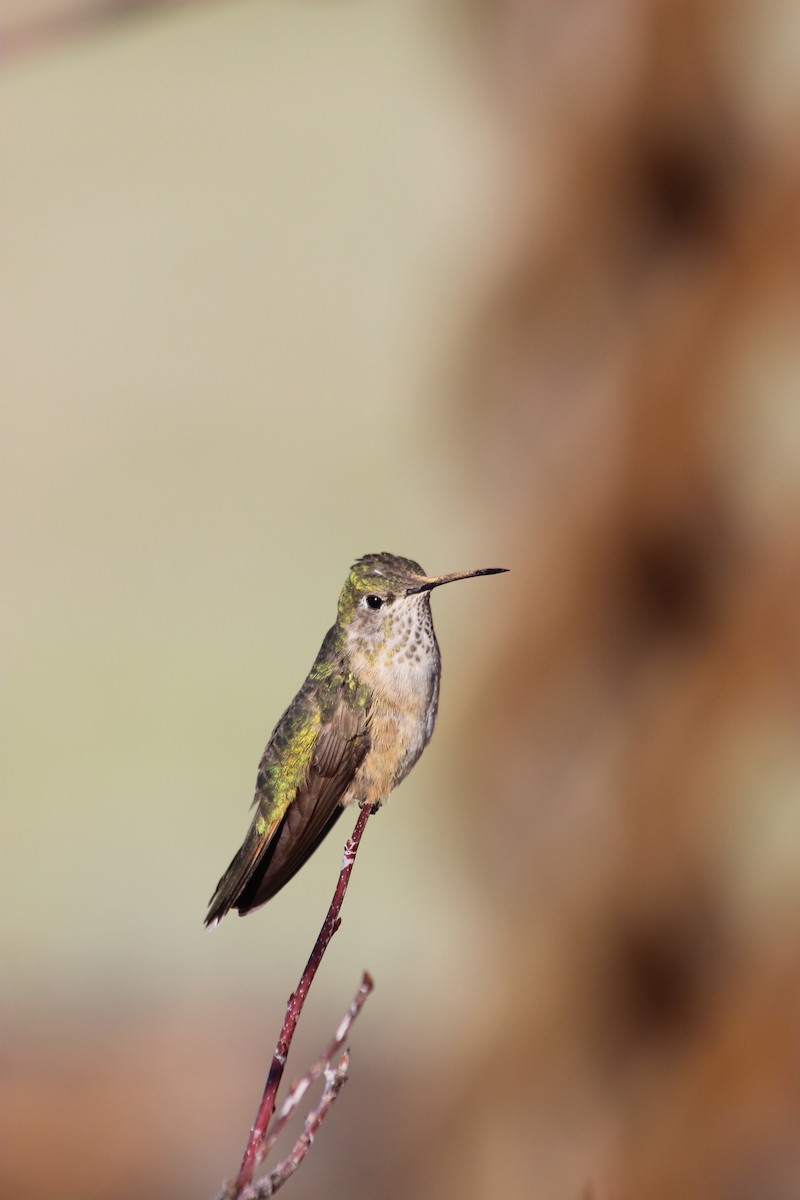 Broad-tailed Hummingbird - ML169560781