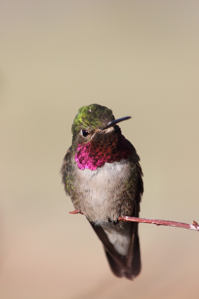 Broad-tailed Hummingbird - ML169560841