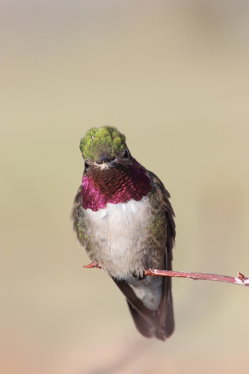 Broad-tailed Hummingbird - ML169560951