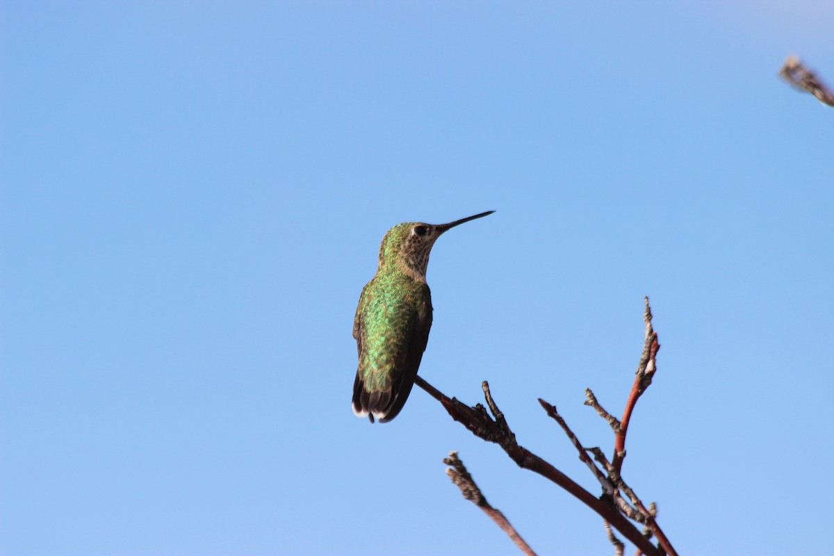 Calliope Hummingbird - ML169560961