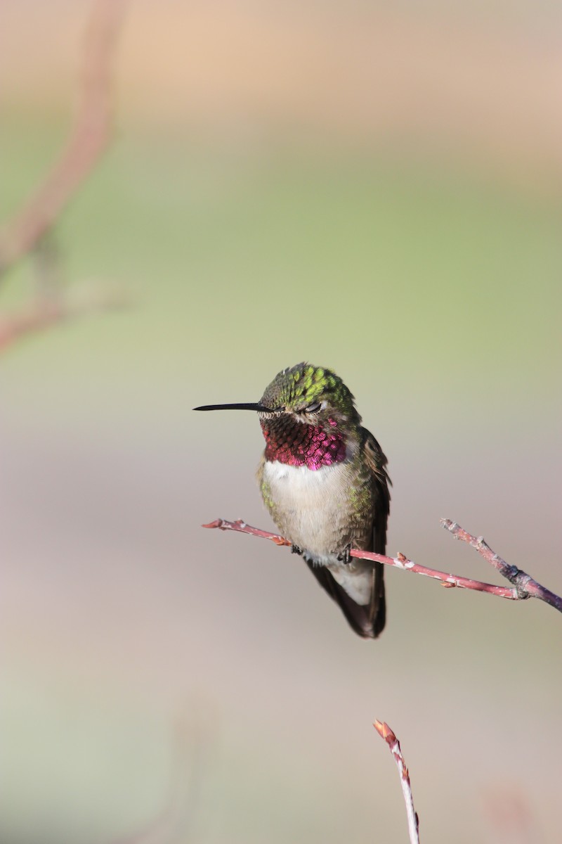 Broad-tailed Hummingbird - ML169560971