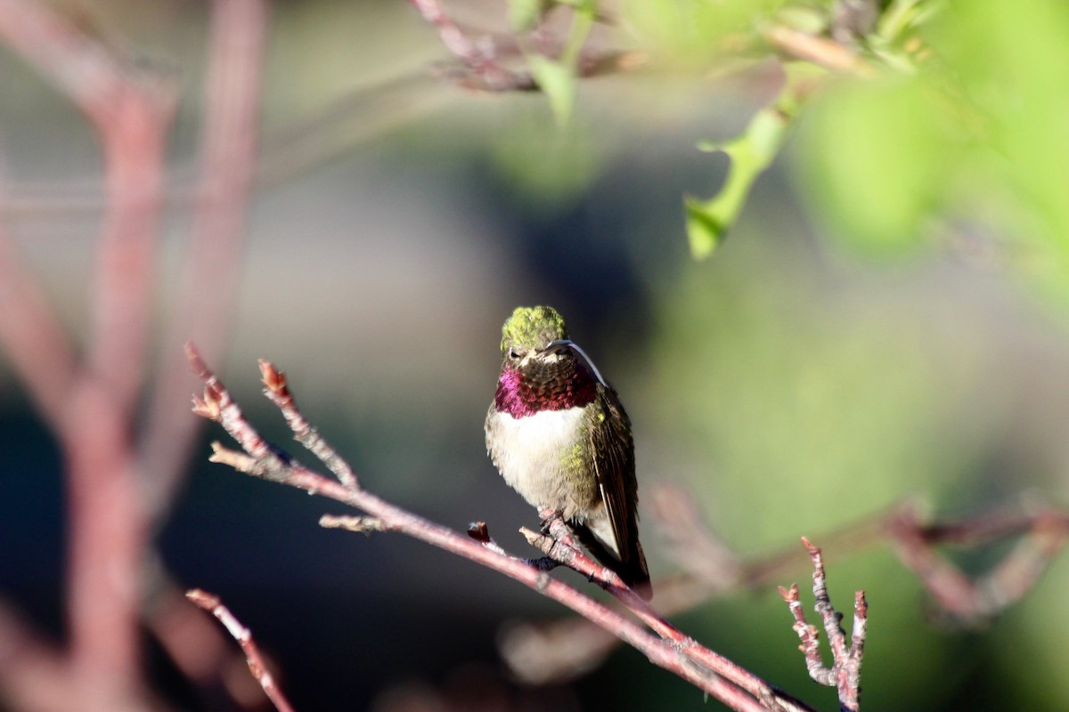 Broad-tailed Hummingbird - ML169561381