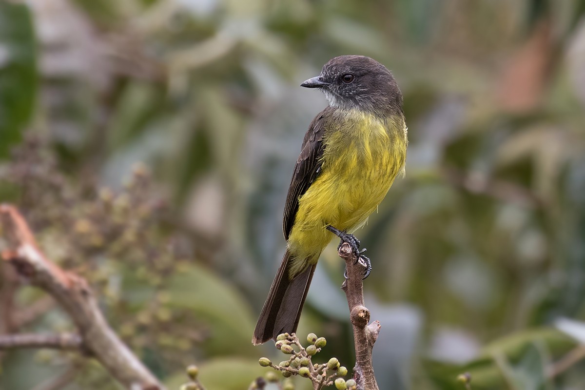 Dusky-chested Flycatcher - Alexandre Gualhanone