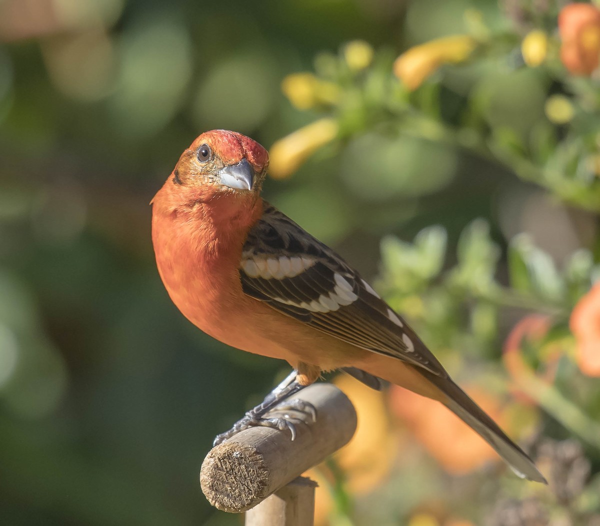 Flame-colored Tanager - William Richards