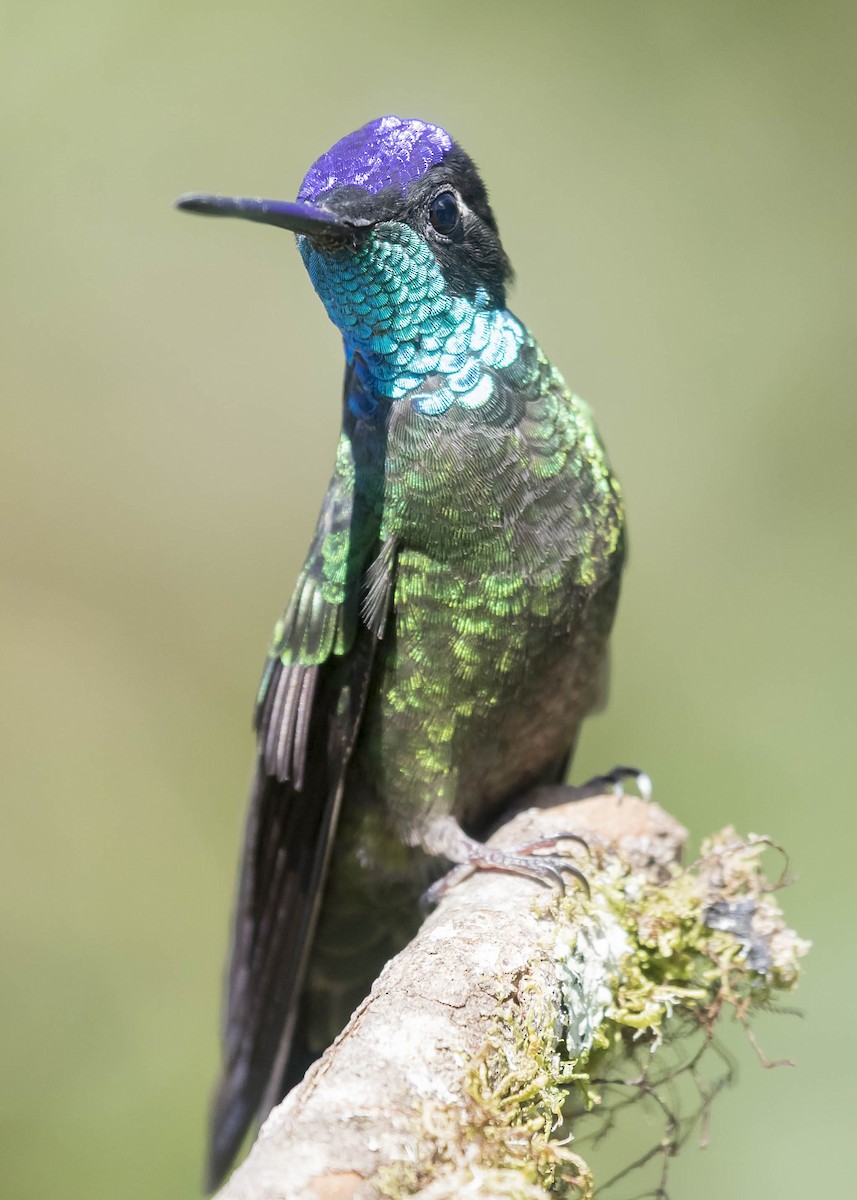Talamanca Hummingbird - William Richards
