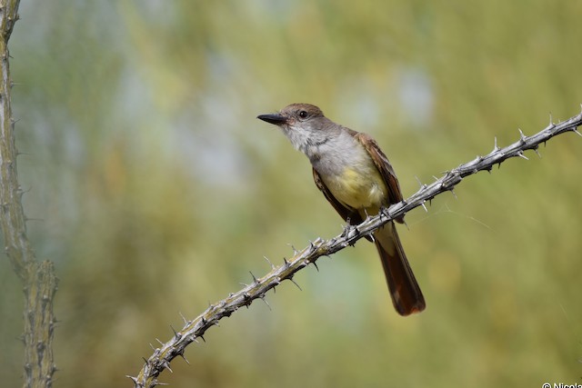 Brown-crested Flycatcher - eBird