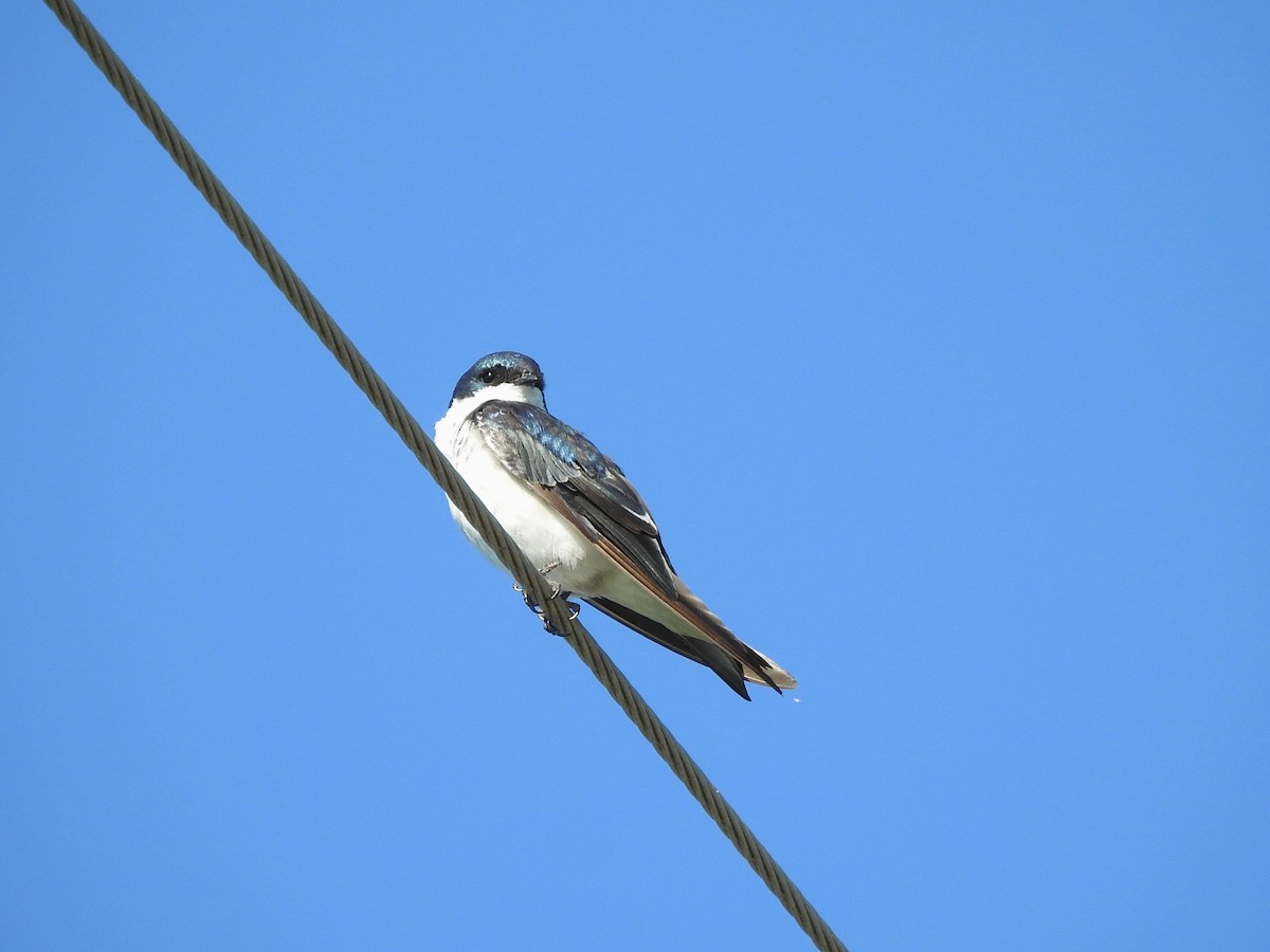 Tree Swallow - sandy berger