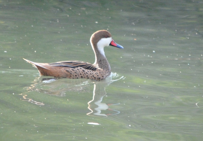 White-cheeked Pintail - Julián Tocce