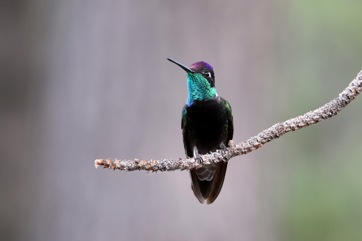 kolibřík skvostný - ML169573041