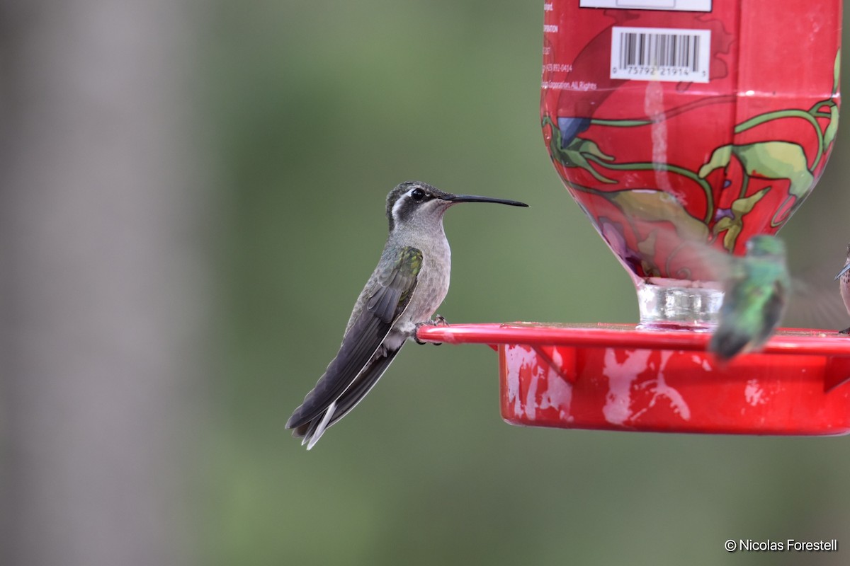 kolibřík blankytohrdlý - ML169573101
