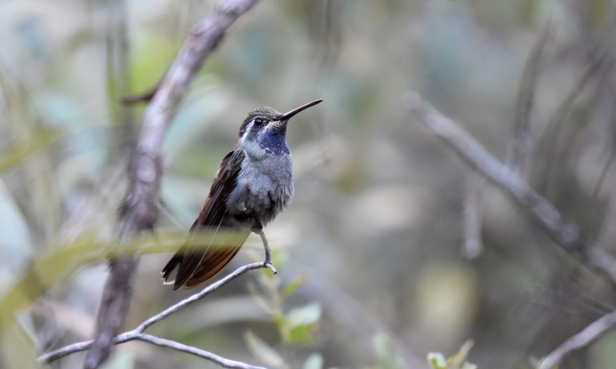 kolibřík blankytohrdlý - ML169573221