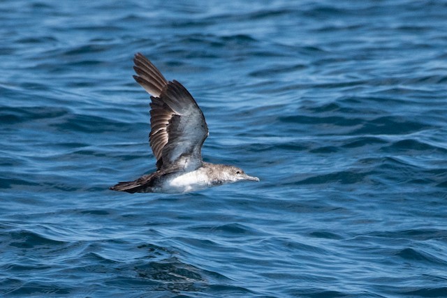 Black-vented Shearwater