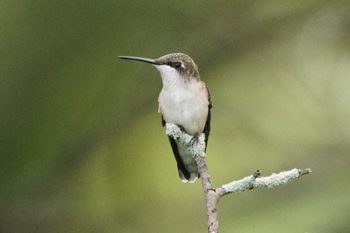 Ruby-throated Hummingbird - ML169583901