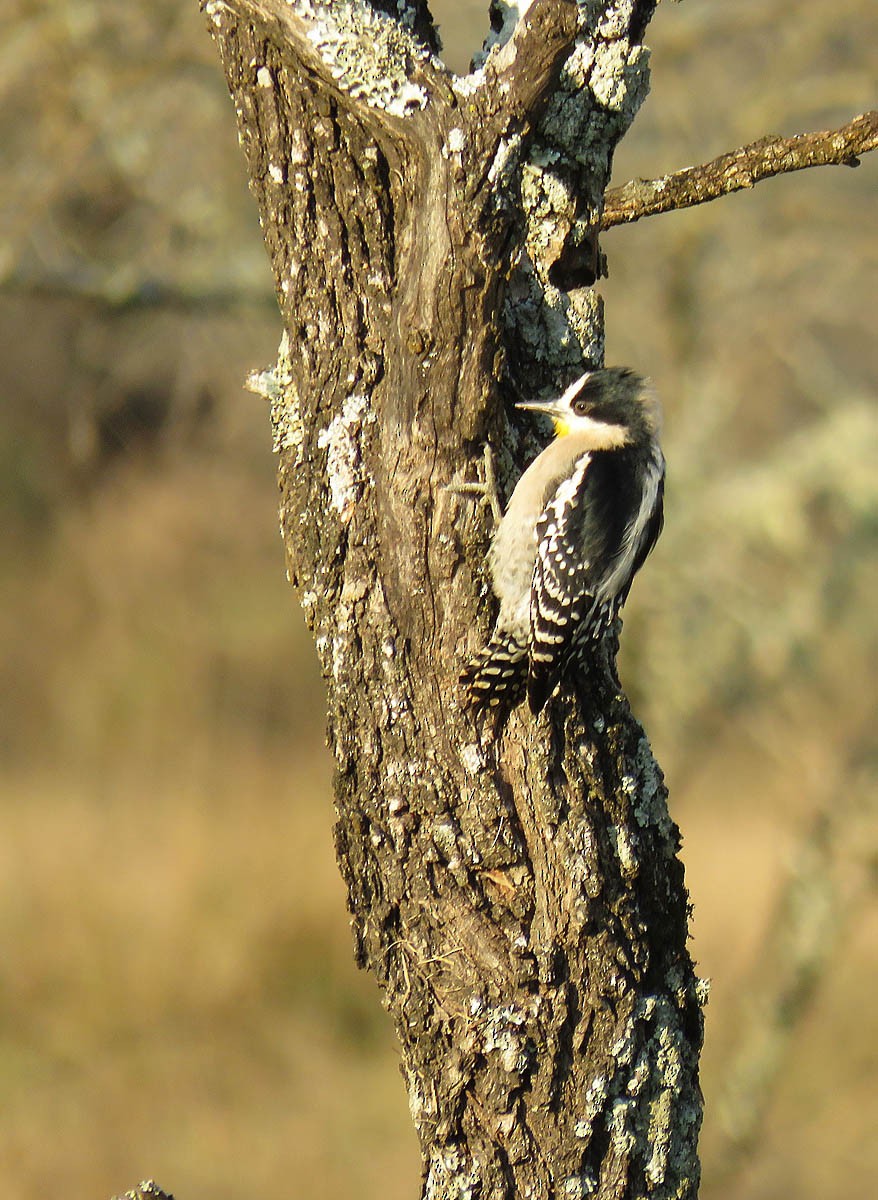 White-fronted Woodpecker - ML169584591