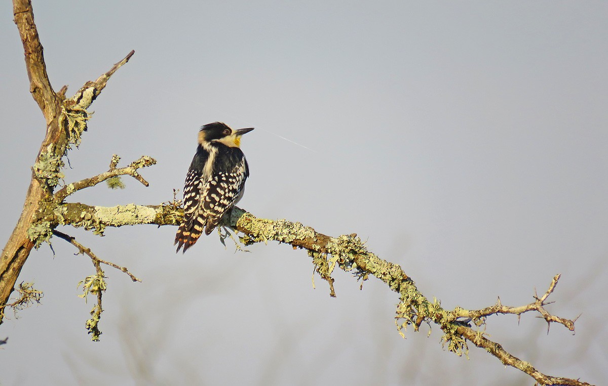 White-fronted Woodpecker - ML169584621