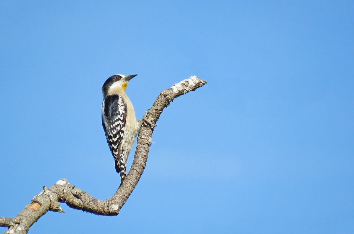 White-fronted Woodpecker - ML169584631