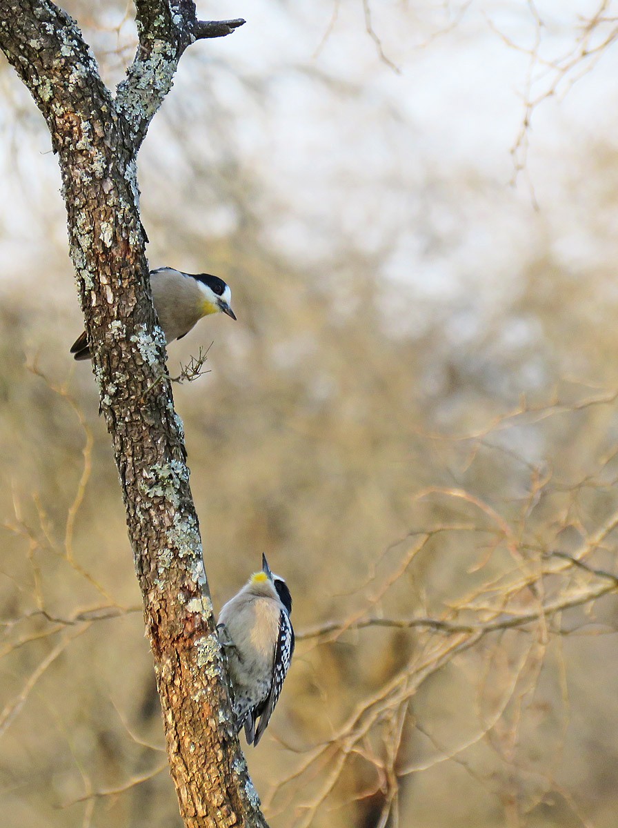 White-fronted Woodpecker - ML169584641