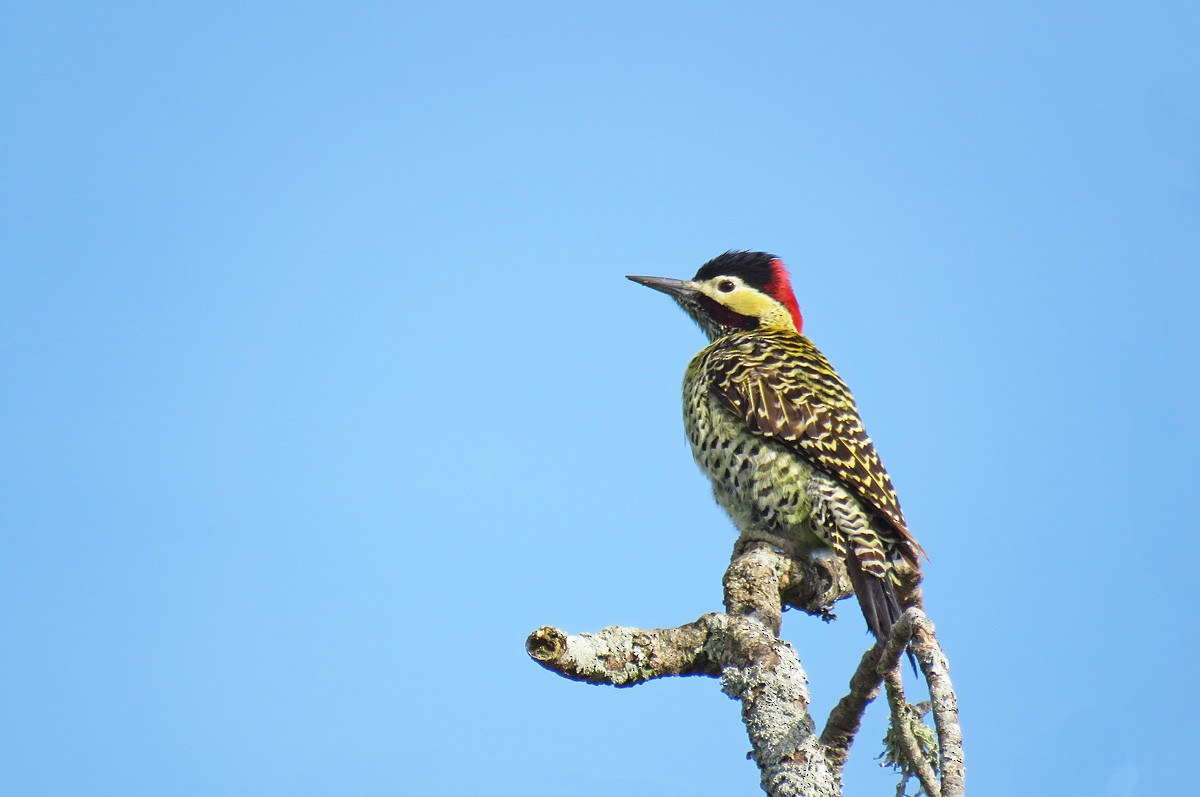 Green-barred Woodpecker - ML169584721