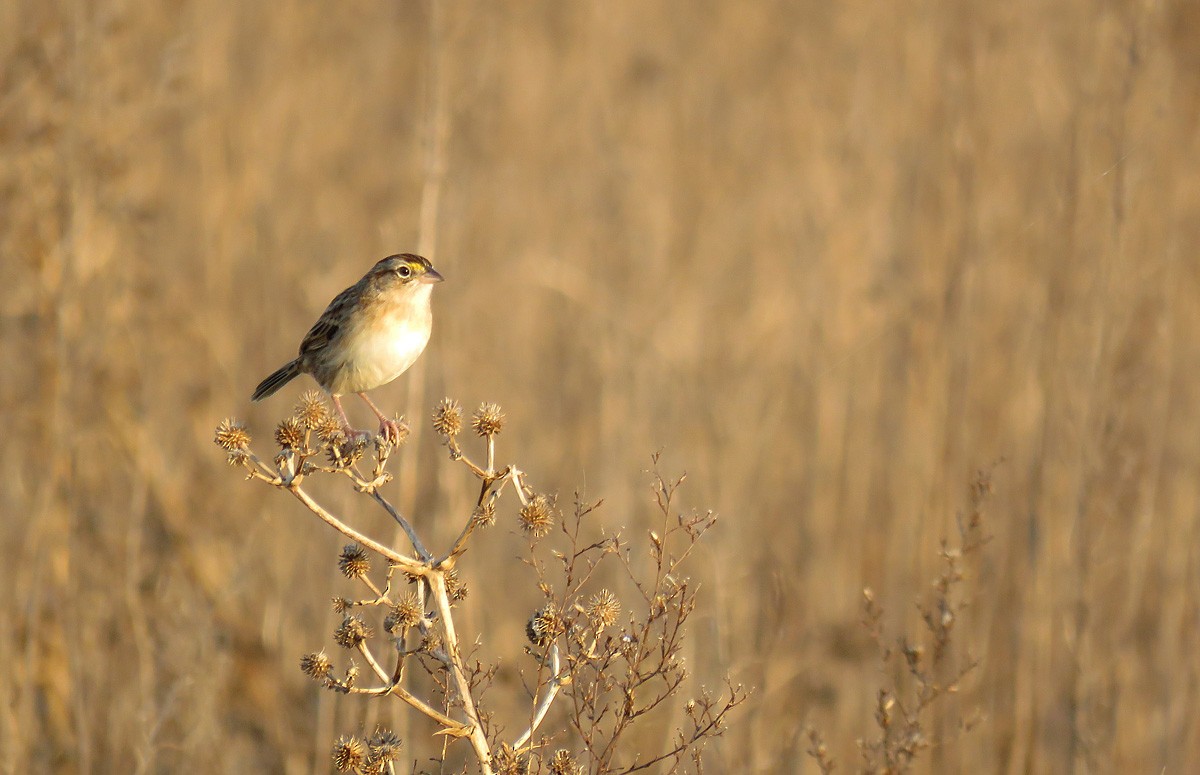 Grassland Sparrow - ML169585671