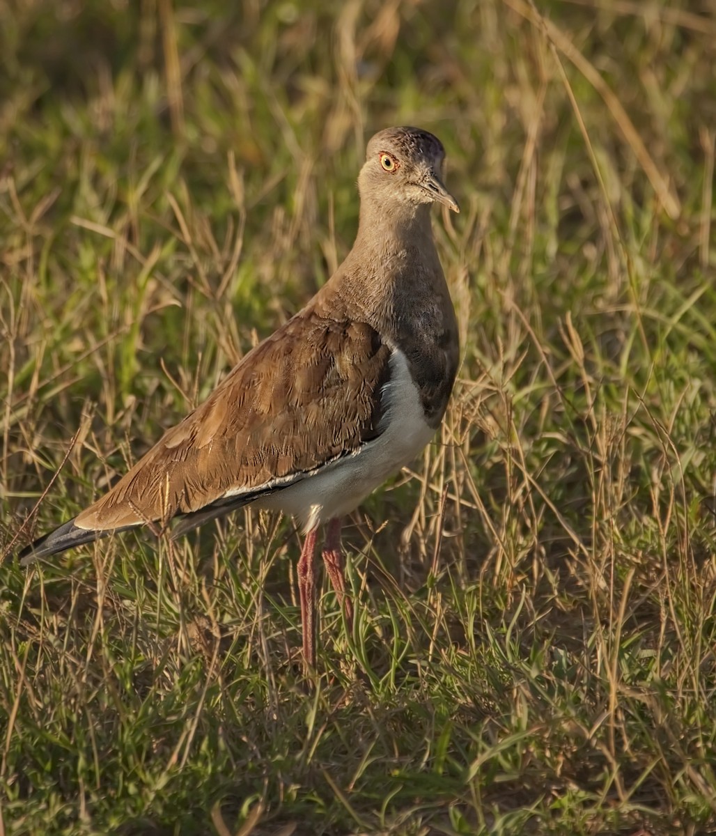 Black-winged Lapwing - Cindy Cone