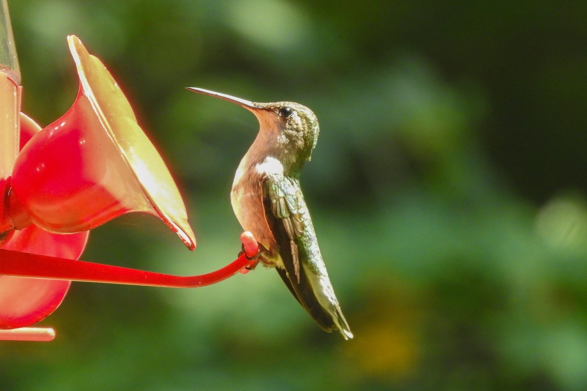 Ruby-throated Hummingbird - ML169589461