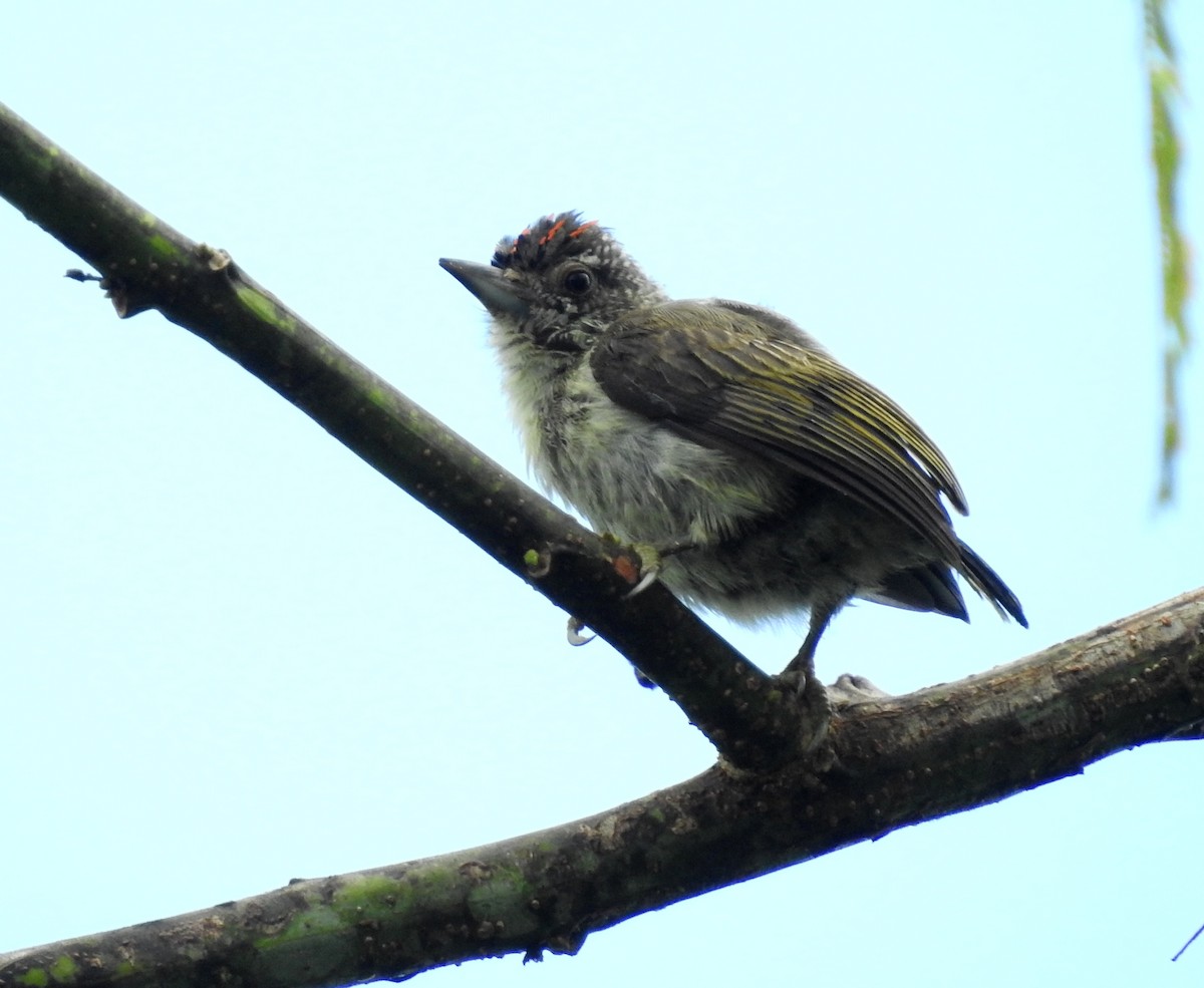 Plain-breasted Piculet - ML169590201