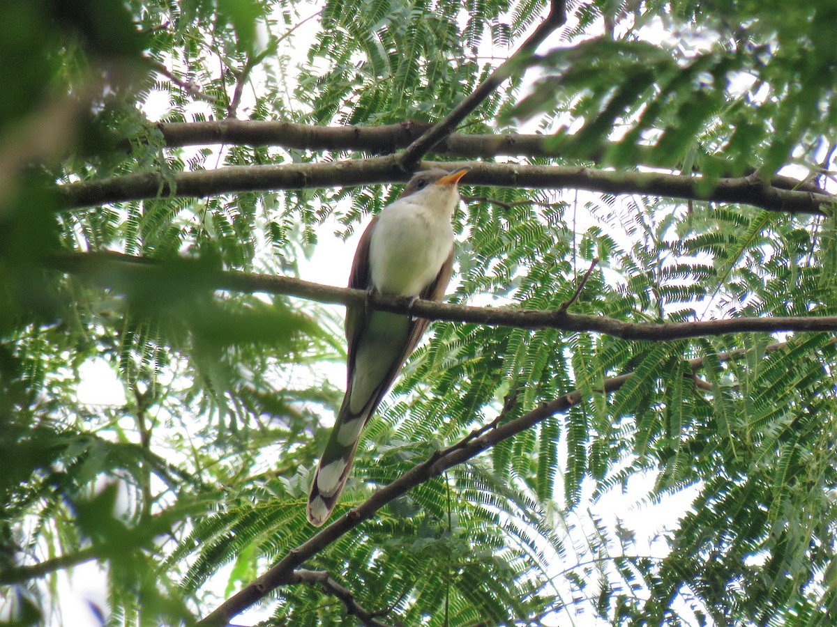 Pearly-breasted Cuckoo - ML169593301