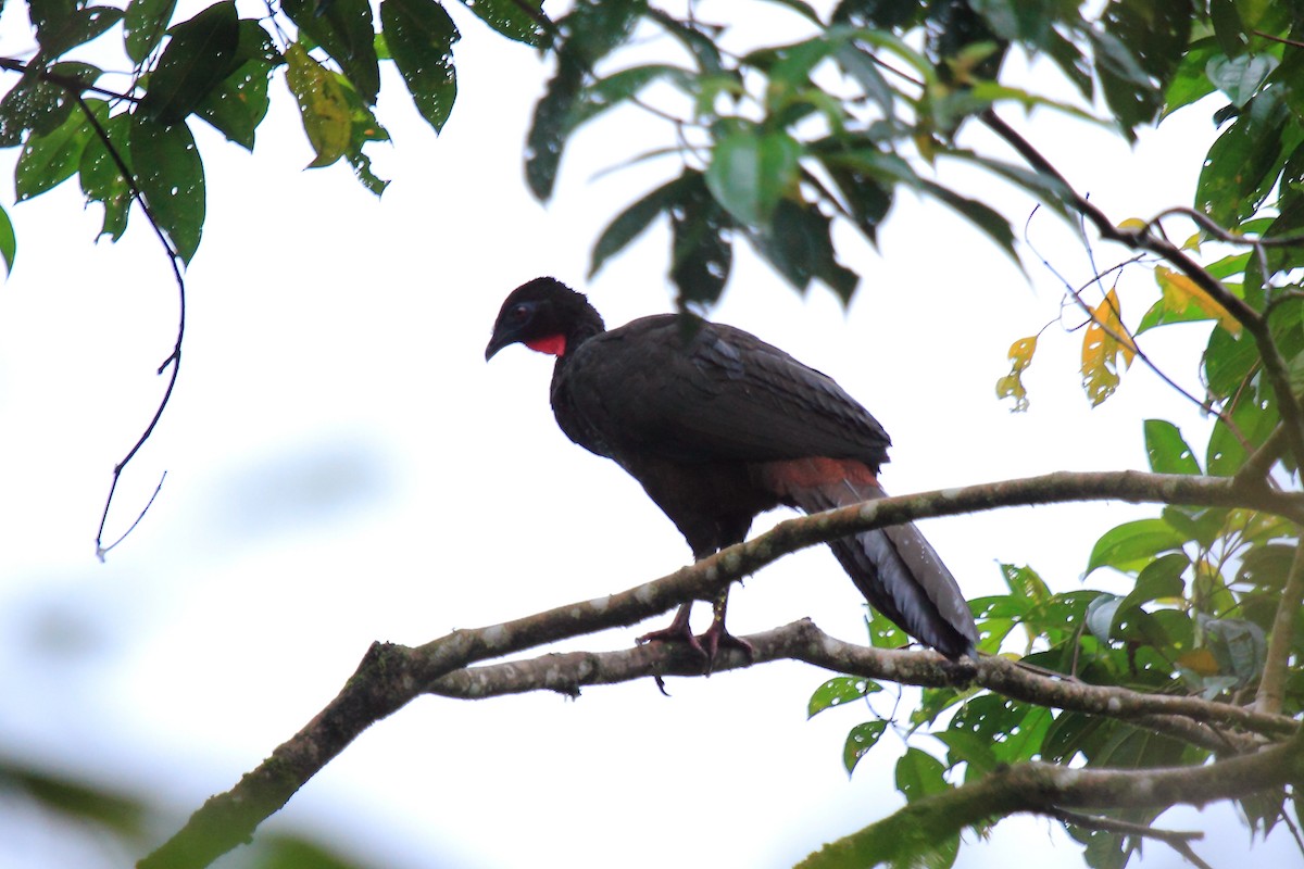 Crested Guan - Butch Carter