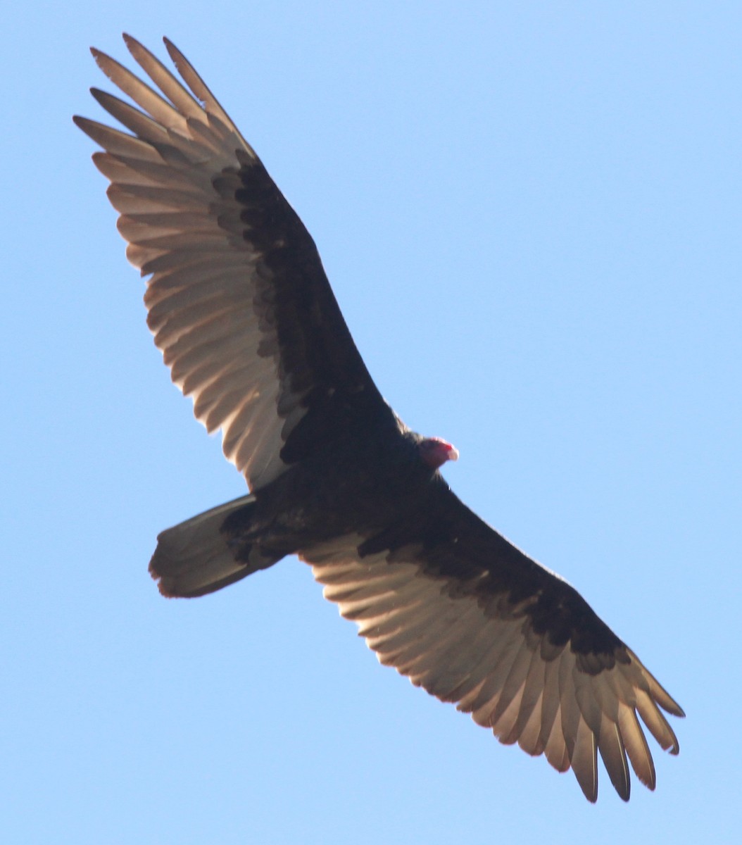 Turkey Vulture - ML169596001